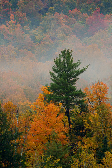 PBASE-evergreen-stands-out.jpg