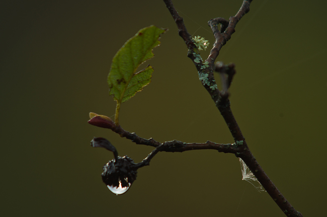 PBASE-droplet.jpg