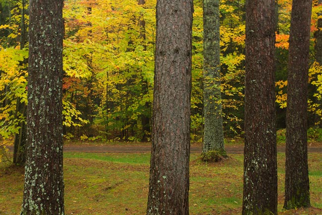 PBASE-5-trees.jpg