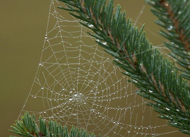 PBASE-web.jpg