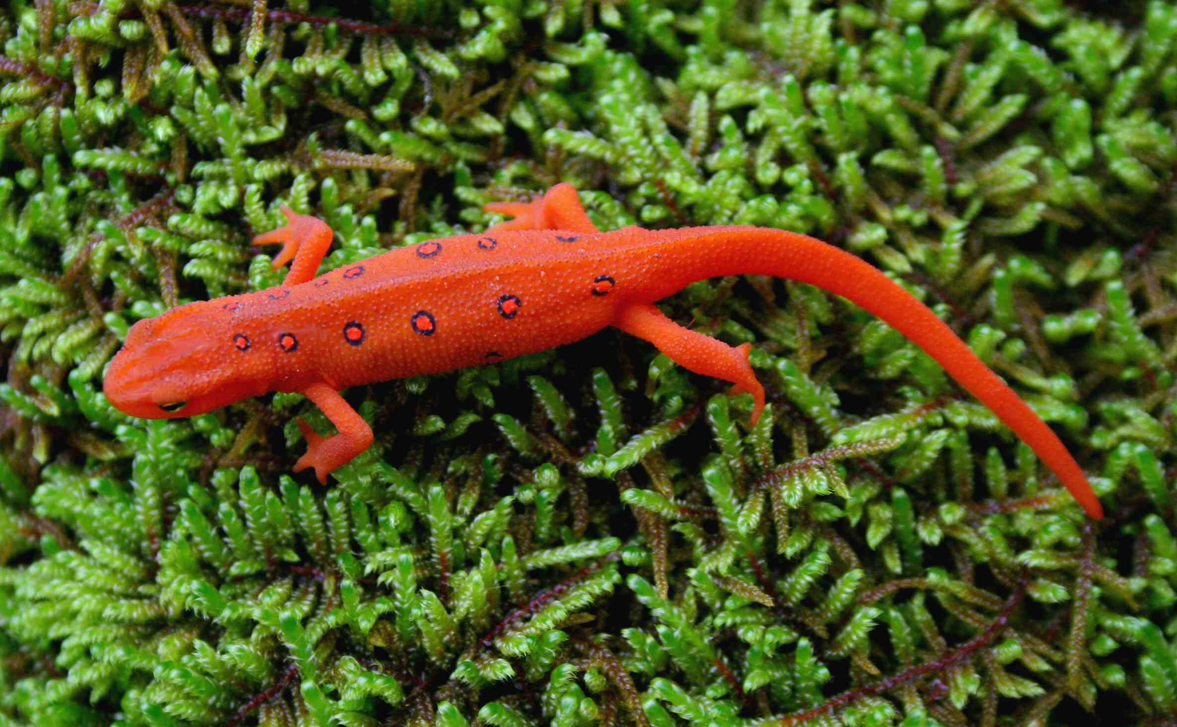 Orange Salamander on Mossy Stone tb0509brr.jpg