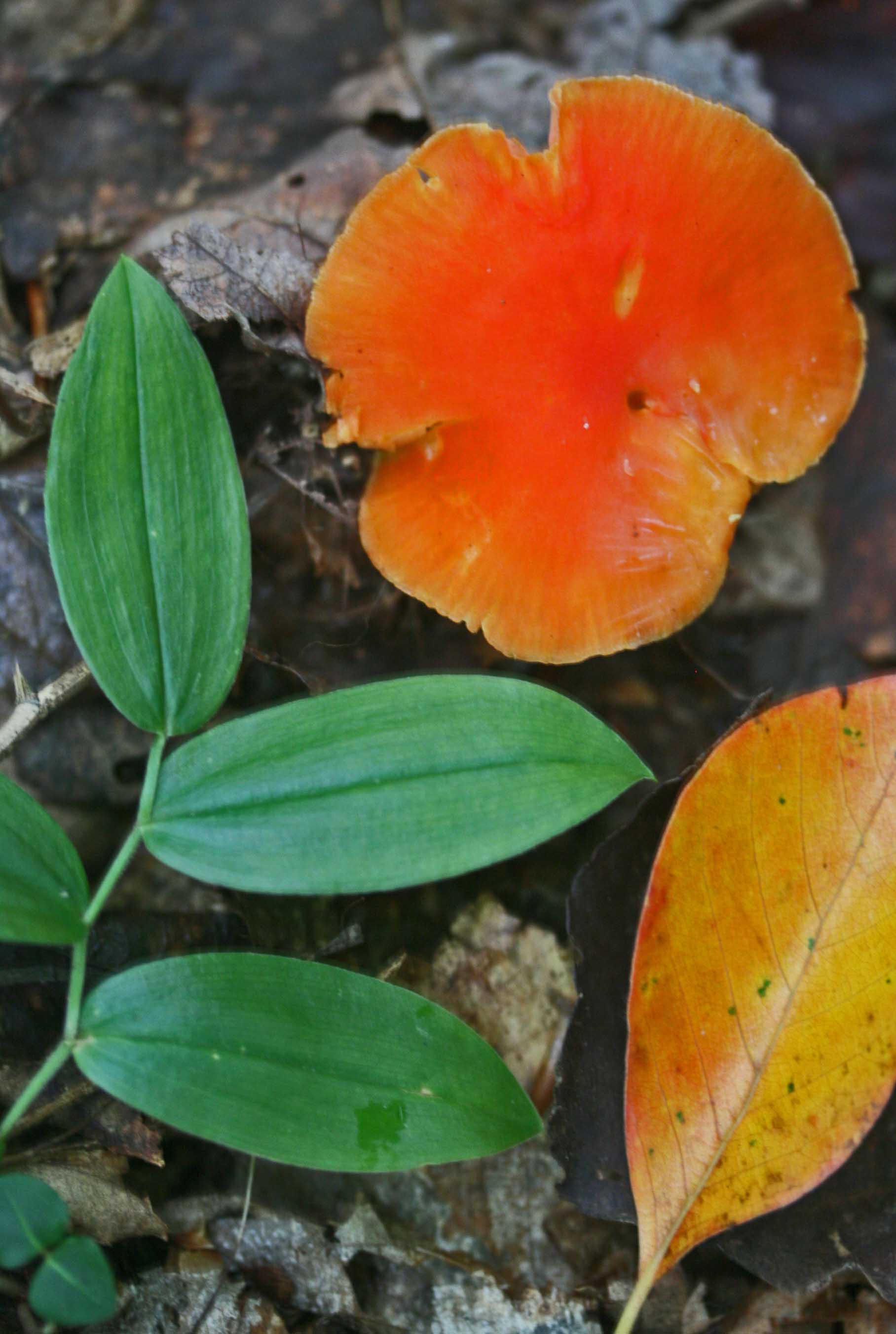 Late Summer Fungi and Foliage in Mature Forest v tb0911pcr.jpg