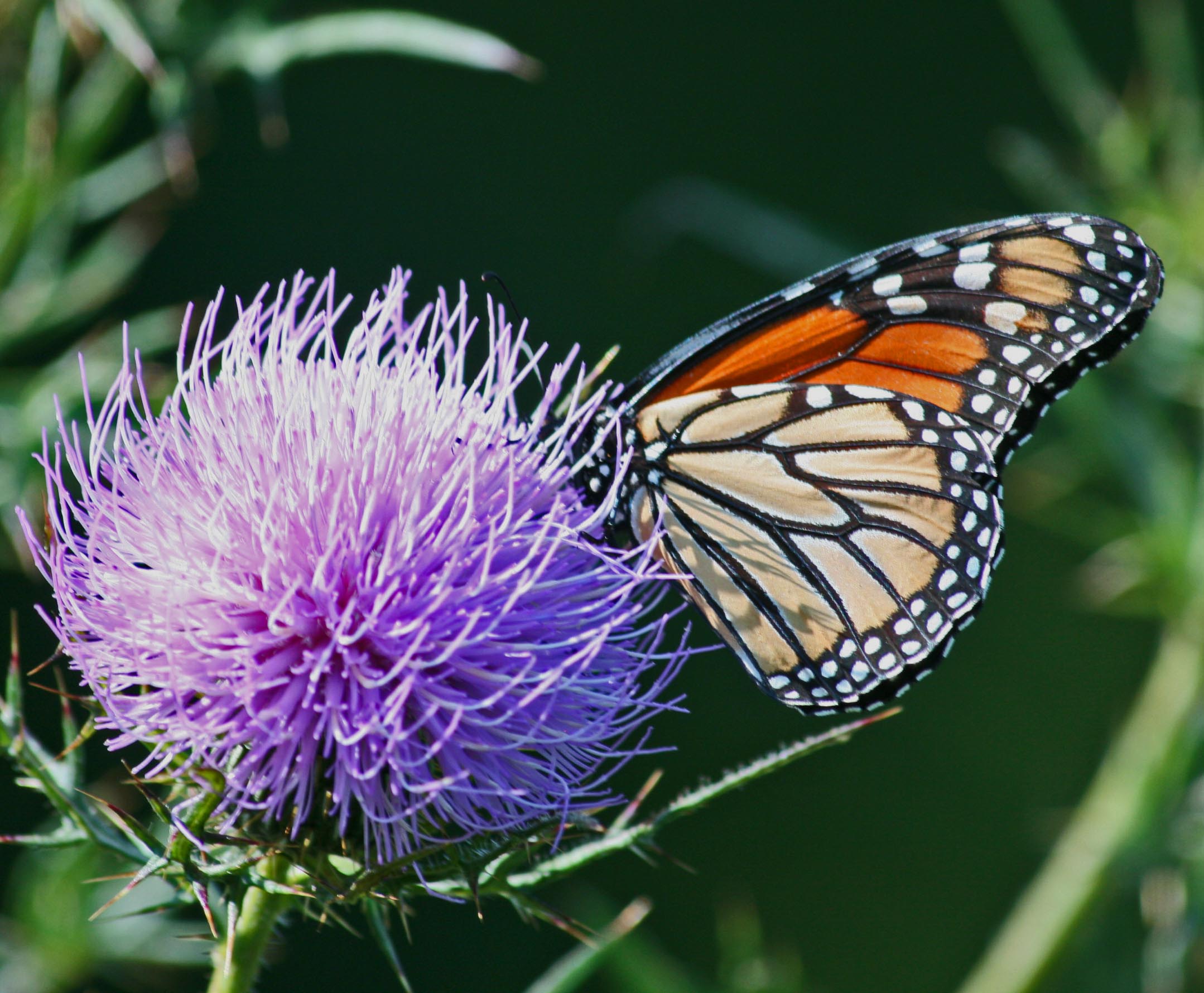 Sunlit Monarch Butterfly Buried in Pasture Thistle Flower tb0812tbr.jpg