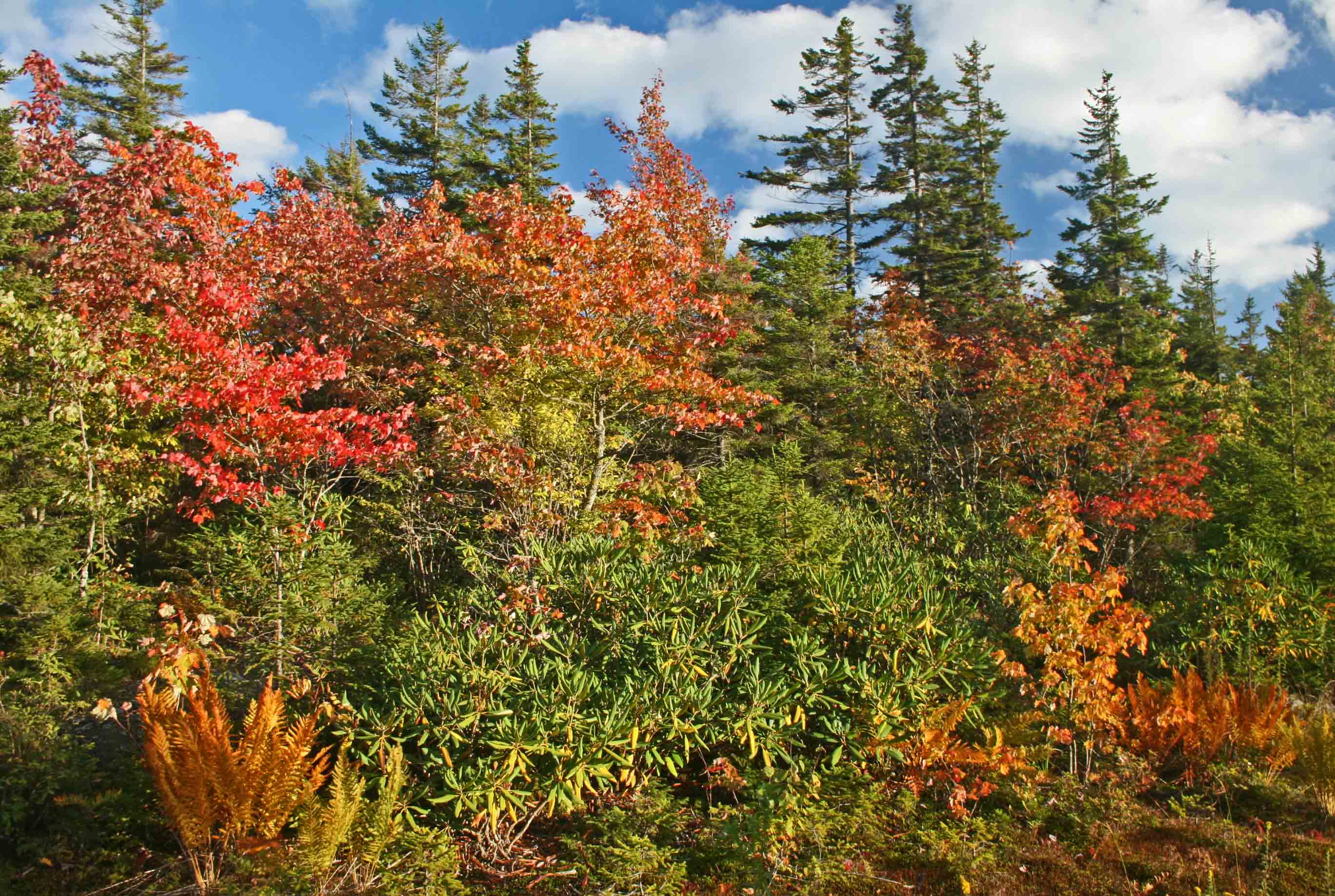 Vibrant Ferns and Foliage on Black Mtn Ridge tb0912tjr.jpg