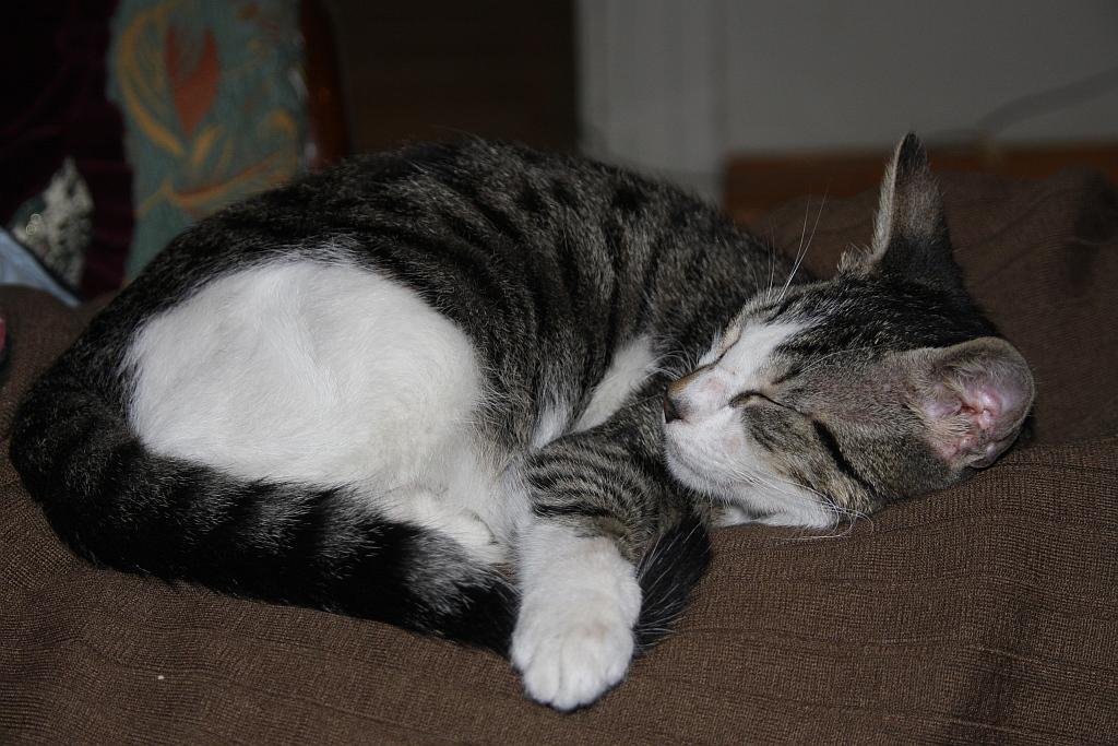 nisan2009 Oso sleeping.jpg