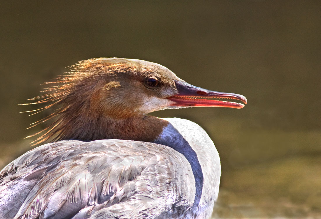 Common Merganser, Vasona