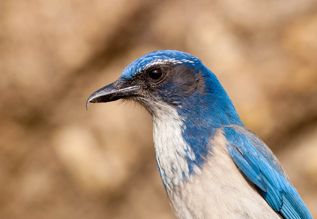 Western Scrub-Jay, Pt. Lobos