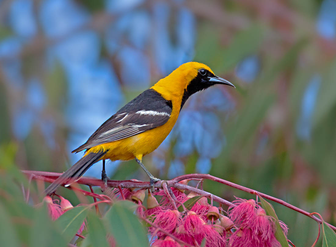 Hooded Oriole, Cupertino