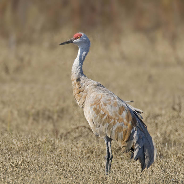 Sandhill Crane, Merced NWR
