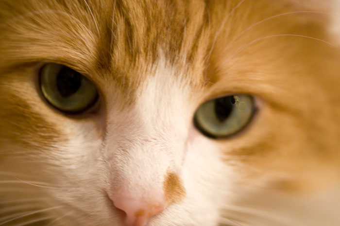 Eyes