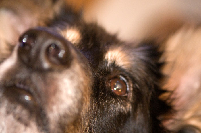 Eyes