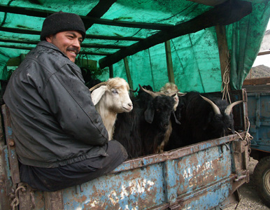 Goats for Sale