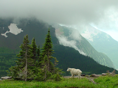 Mountain Billy