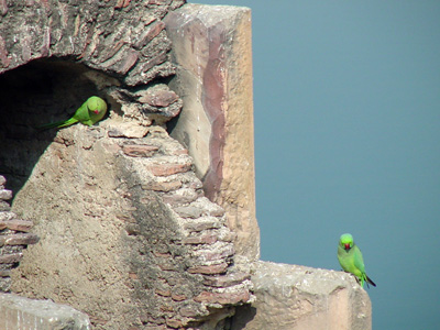 Perched on a Ruin