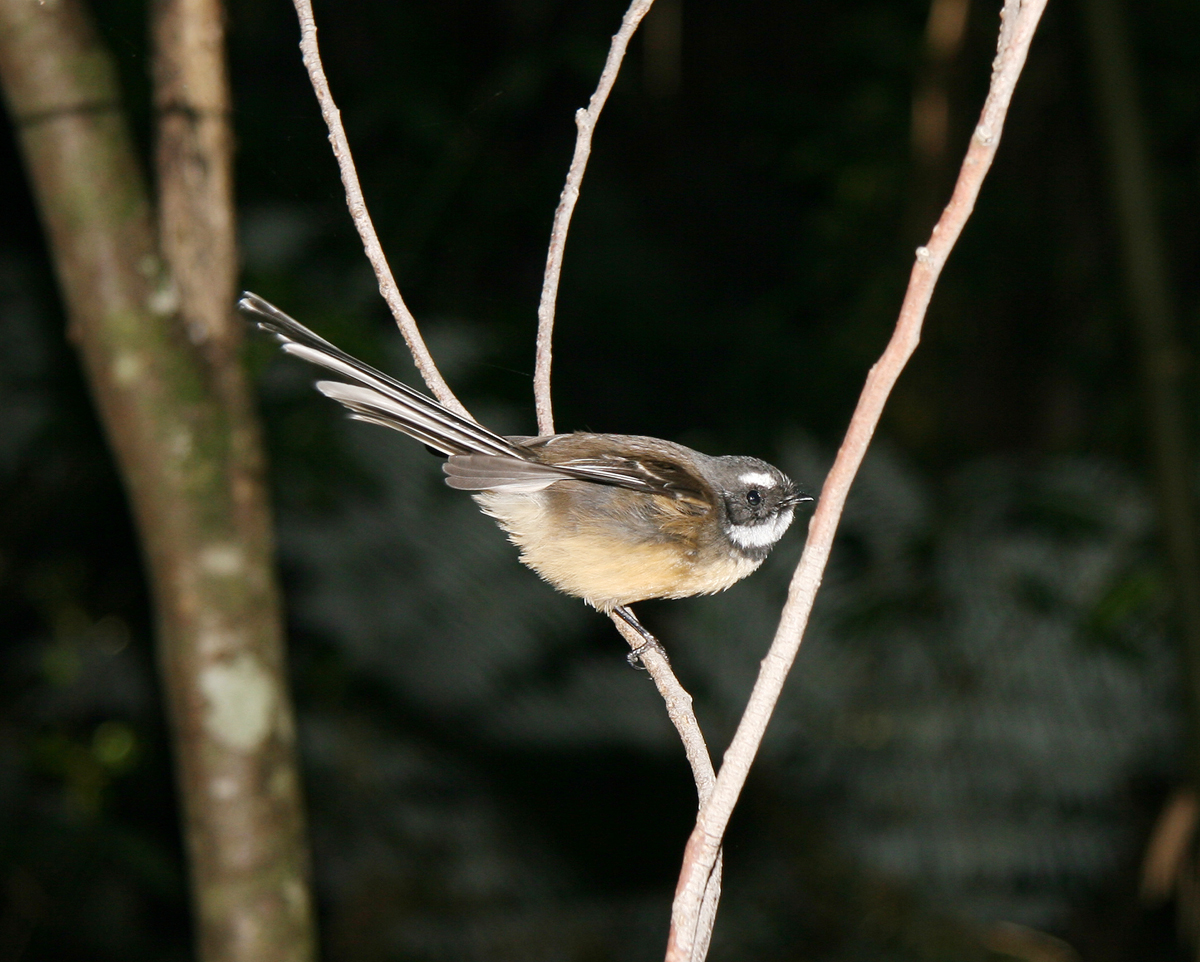 Fantail IMG_0571c