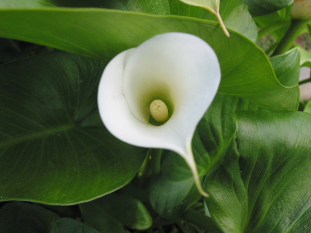 Arum Lily -16