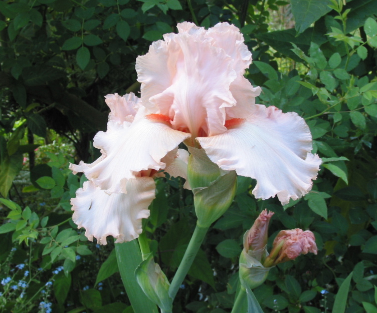 Iris
