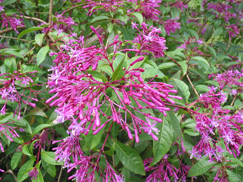 Tree Fuschia  04-57.jpg