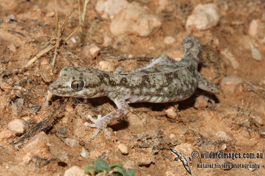 Diplodactylus tessellatus 5345.jpg