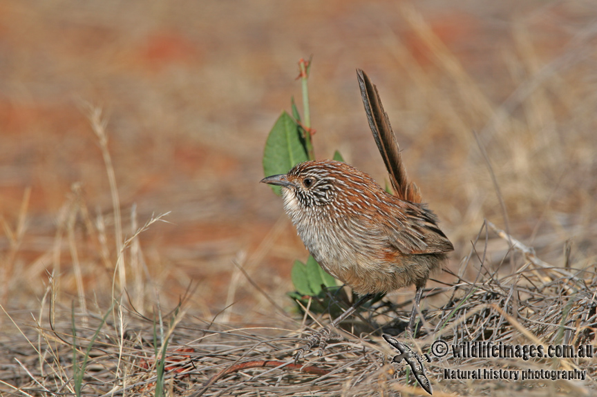 Short-tailed Grasswren a3061.jpg