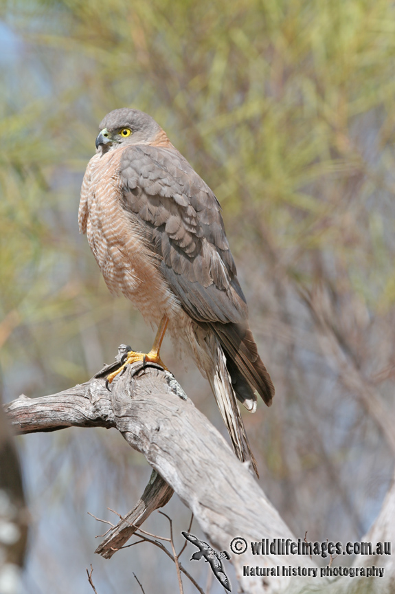 Collared Sparrowhawk a1389.jpg