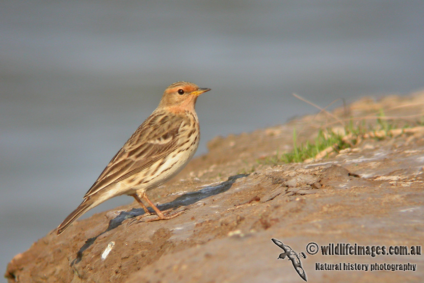 Red-throated Pipit a4684.jpg