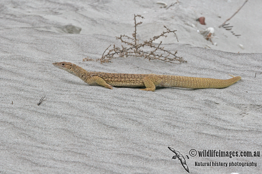 Varanus gouldii a1801.jpg