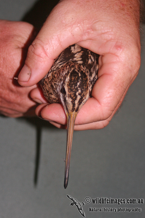 Pin-tailed Snipe a0446.jpg