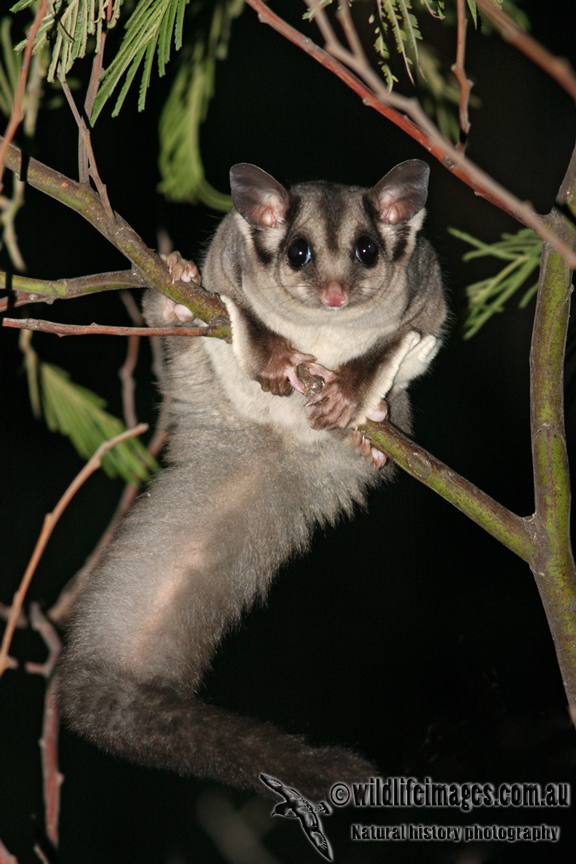 Sugar Glider 6142
