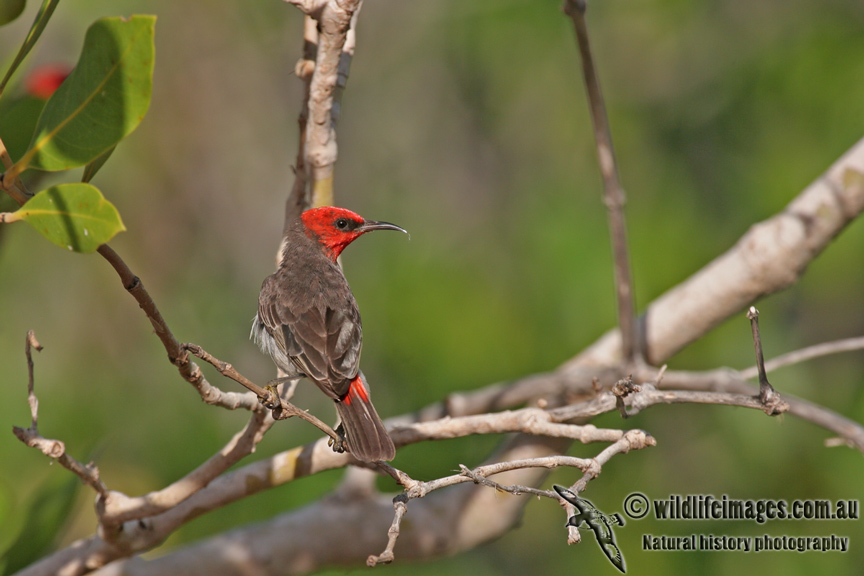Red-headed Honeyeater a5112.jpg