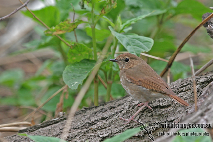 Rufous-tailed Robin - Luscinia sibilans