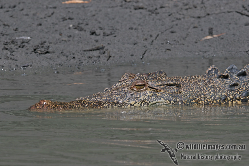 Crocodylus porosus a9842.jpg