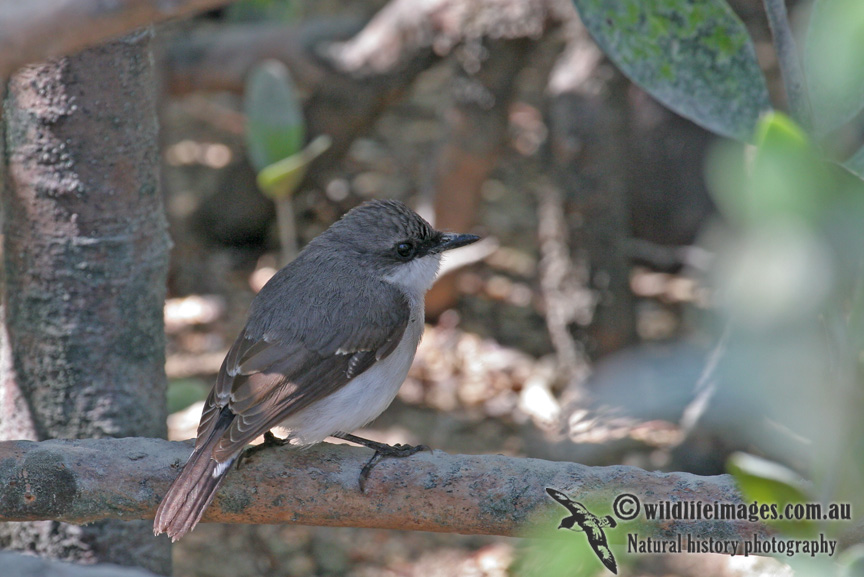 Mangrove Robin a9920.jpg