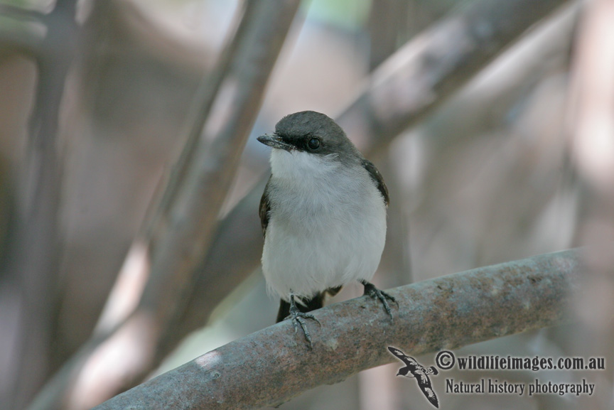 Mangrove Robin a9934.jpg