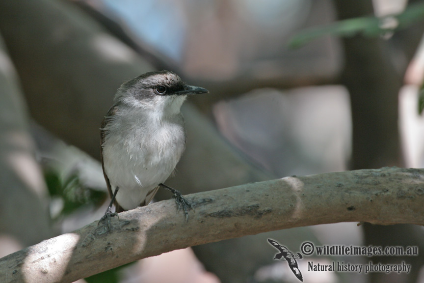 Mangrove Robin a9947.jpg