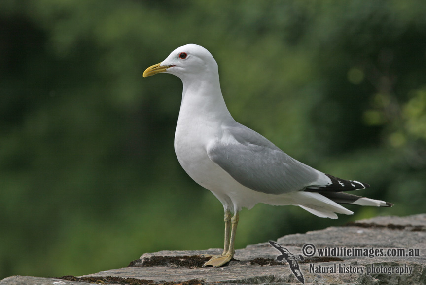 Common Gull - Larus canus
