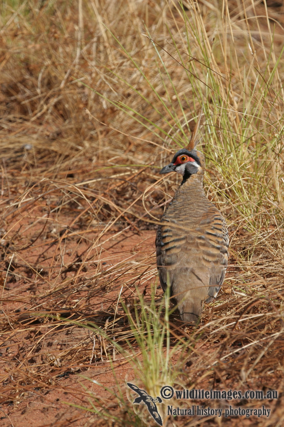 Spinifex Pigeon a2365.jpg