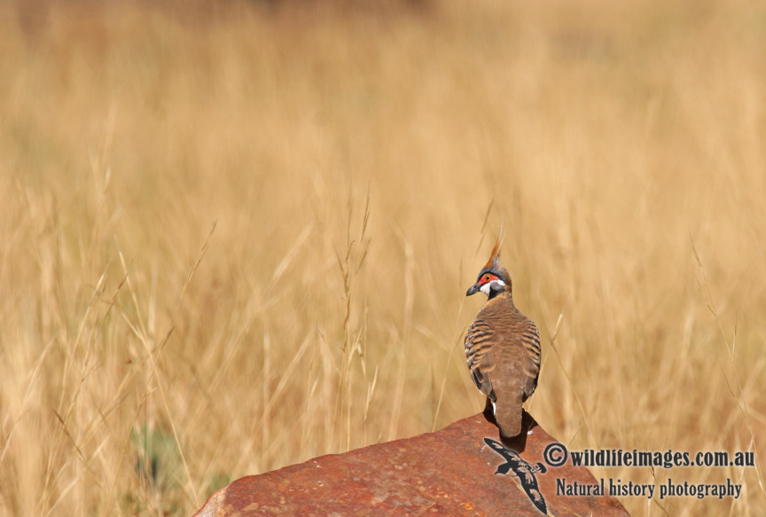 Spinifex Pigeon a2377.jpg