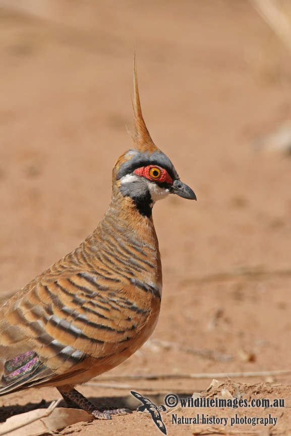 Spinifex Pigeon a2420.jpg