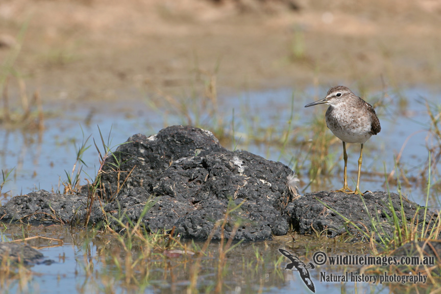 Wood Sandpiper a3124.jpg