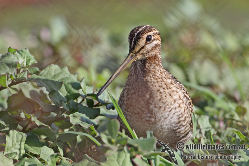Pin-tailed Snipe a1639.jpg