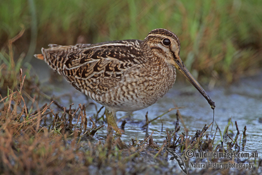 Pin-tailed Snipe a1718.jpg