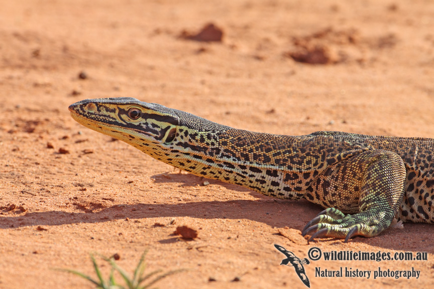 Varanus gouldii a0425.jpg