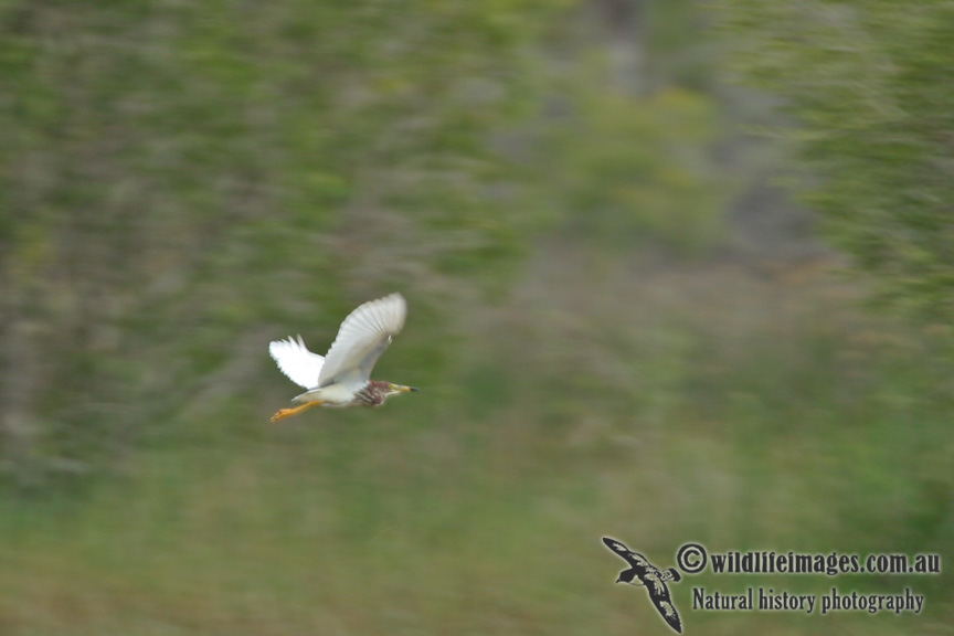 Chinese Pond Heron a4264.jpg