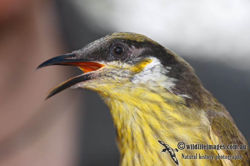 Varied Honeyeater 3411.jpg