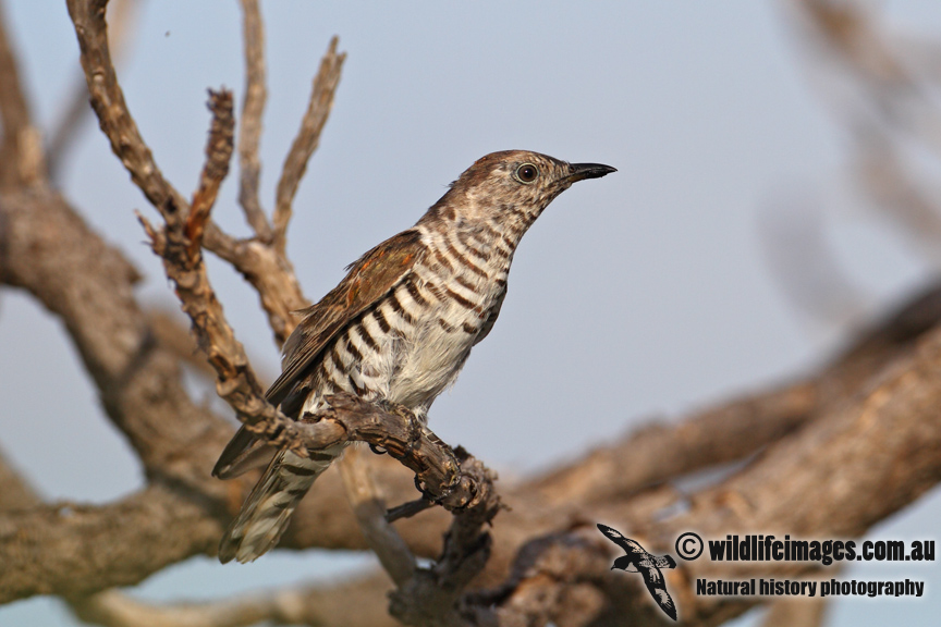 Shining Bronze-Cuckoo 1371.jpg