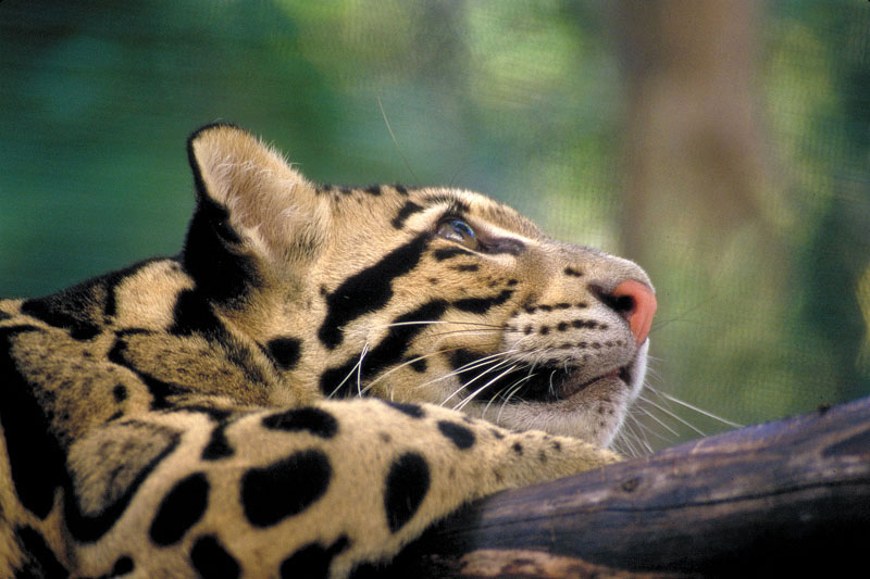 Young Jaguar