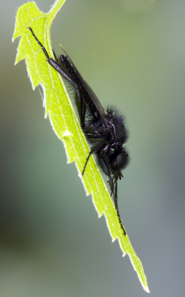 Diptera Bibionidae Bibio marci