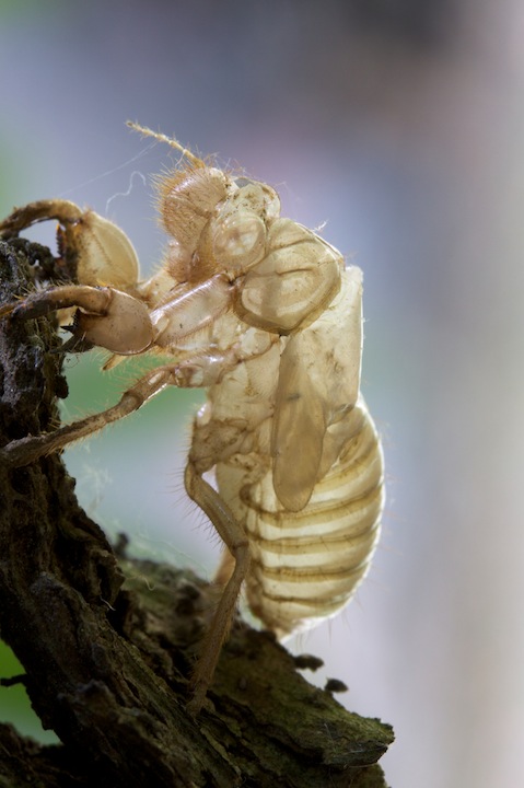 Cicada exuvia (Homoptera Cicadidae)