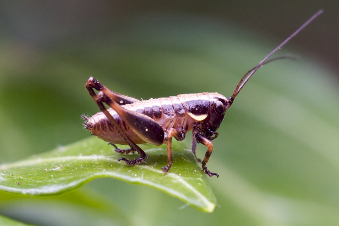 Orthoptera Pholidoptera griseoaptera - 2